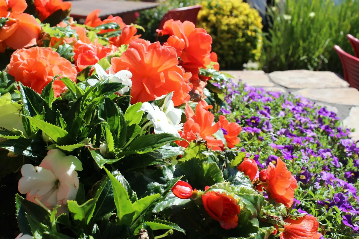 Erbjudande med studentrabatt från Blomsterlandet
