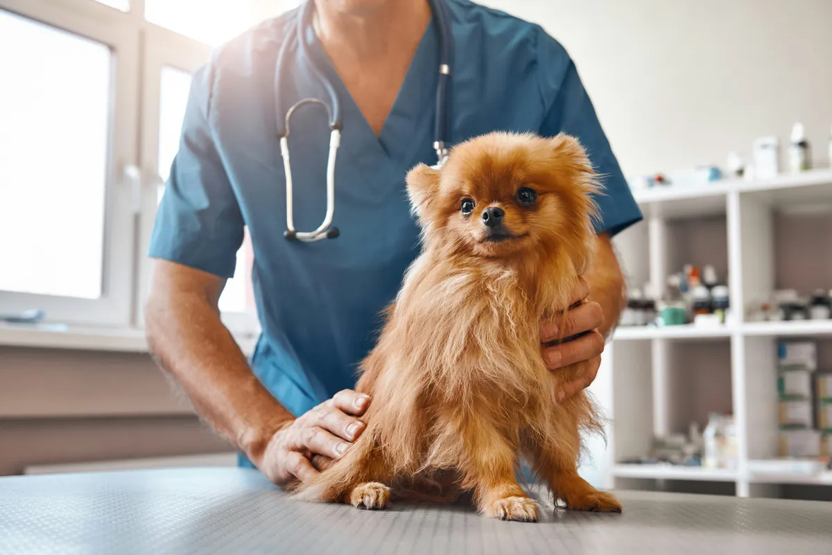 Erbjudande med studentrabatt från FirstVet
