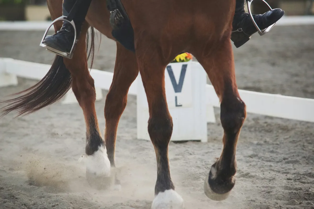 Erbjudande med studentrabatt från Gothenburg Horse Show