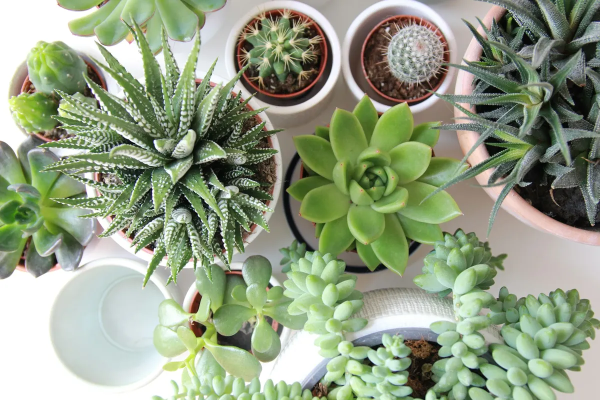 Erbjudande med studentrabatt från Plantagen