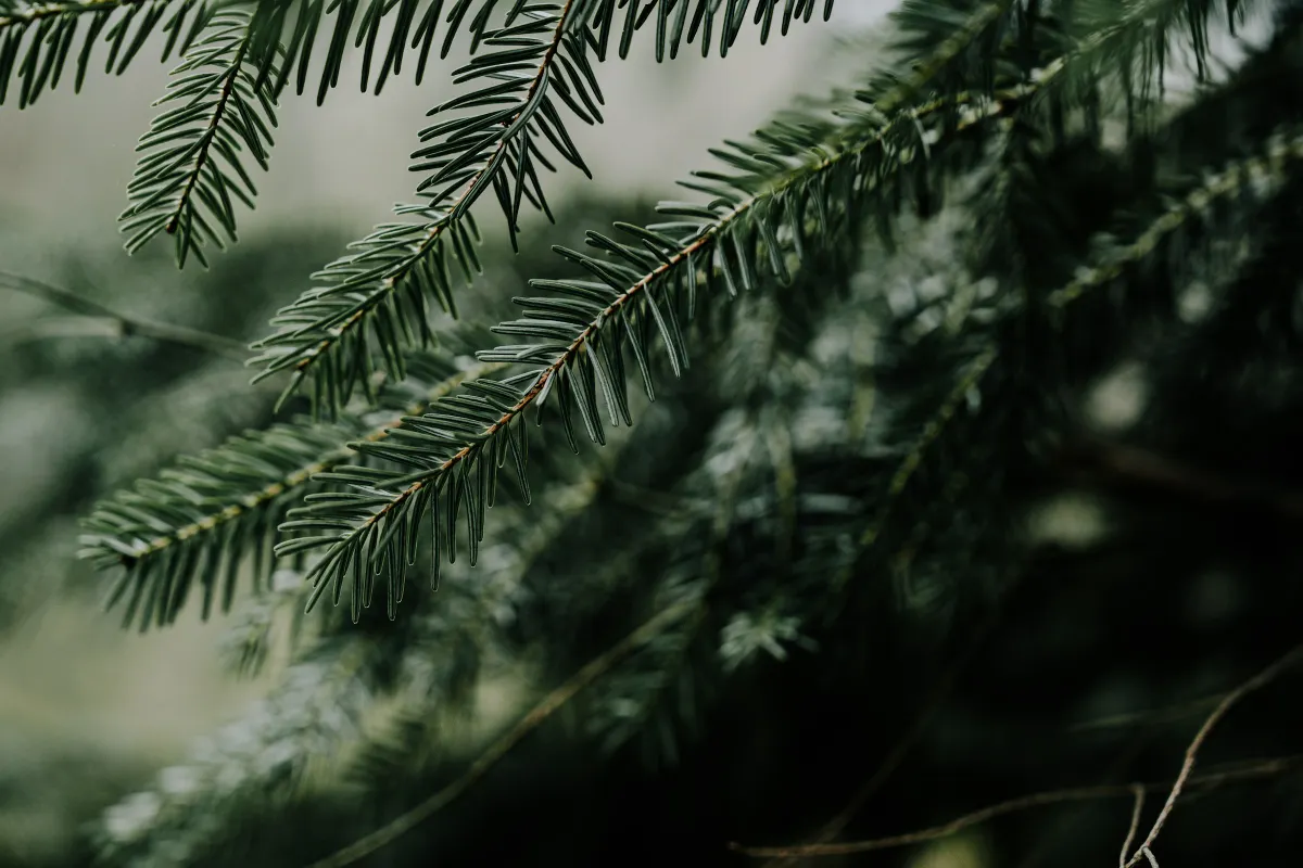Erbjudande med studentrabatt från Tre Tallbarr