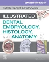 Student workbook for illustrated dental embryology, histology and anatomy; Margaret J. Fehrenbach; 2020