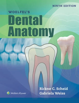 Woelfel's dental anatomy; Rickne C. Scheid; 2017