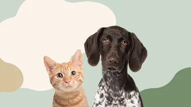 12% studentrabatt på hund, katt och hästförsäkringar, Sveland Djurförsäkringar