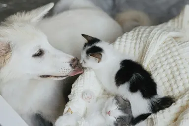 Få 50% rabatt de 2 första månaderna när du tecknar en hund eller kattförsäkring, Petson