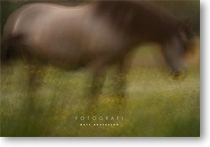 Fotografi