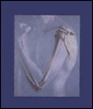 Human anatomy
