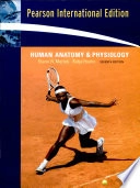 Human anatomy & physiology; Elaine N. Marieb & Katja Hoehn; 2006