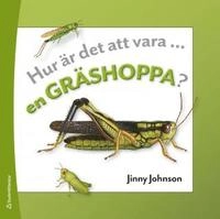 Hur är det att vara en myra + gräshoppa PAKET; Jinny Johnson; 2013
