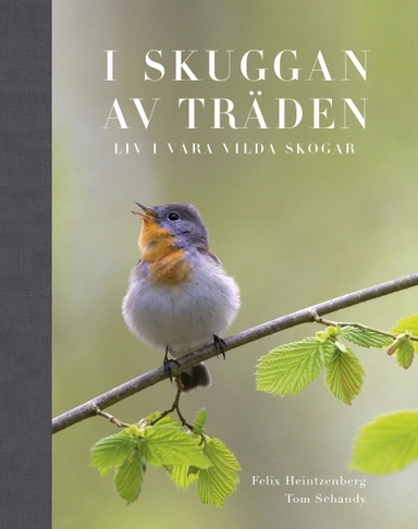 I Skuggan av träden : liv i våra vilda skogar; Felix Heintzenberg, Tom Schandy; 2014