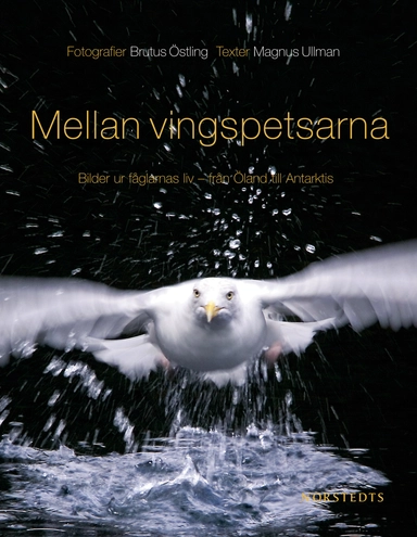 Mellan vingspetsarna : bilder ur fåglarnas liv - från Öland till Antarktis; Brutus Östling, Magnus Ullman; 2005