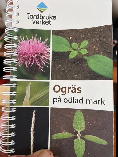 Ogräs på odlad mark