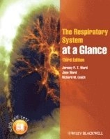 The Respiratory System at a Glance