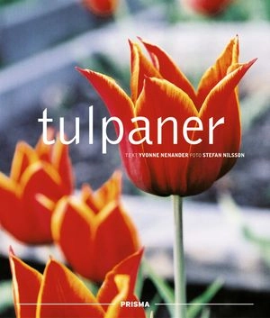 Tulpaner