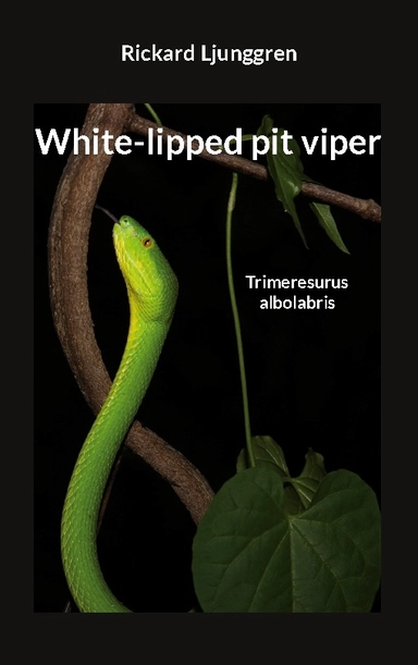 White-lipped pit viper : Trimeresurus albolabris; Rickard Ljunggren; 2024