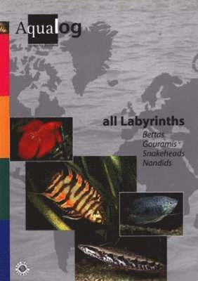 Aqualog All Labyrinths, Bettas, Gouramis, Snakeheads and Nandids; Frank Schafer; 1997