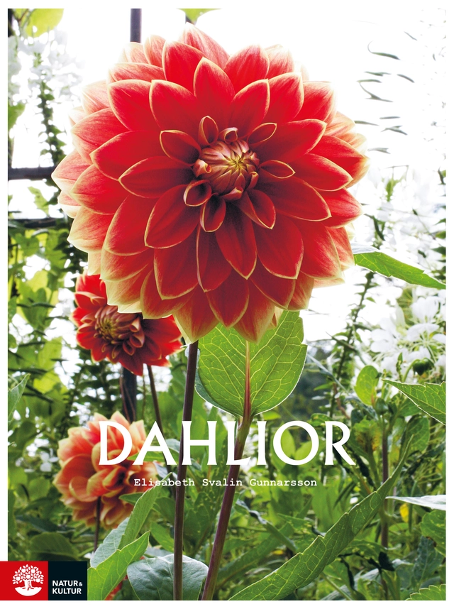 Dahlior; Elisabeth Svalin Gunnarsson; 2017