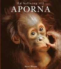 En hyllning till aporna; Steve Blom; 1999