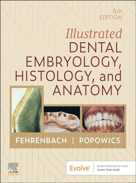 Illustrated Dental Embryology, Histology, and Anatomy; Margaret J. Fehrenbach, Tracy Popowics; 2024