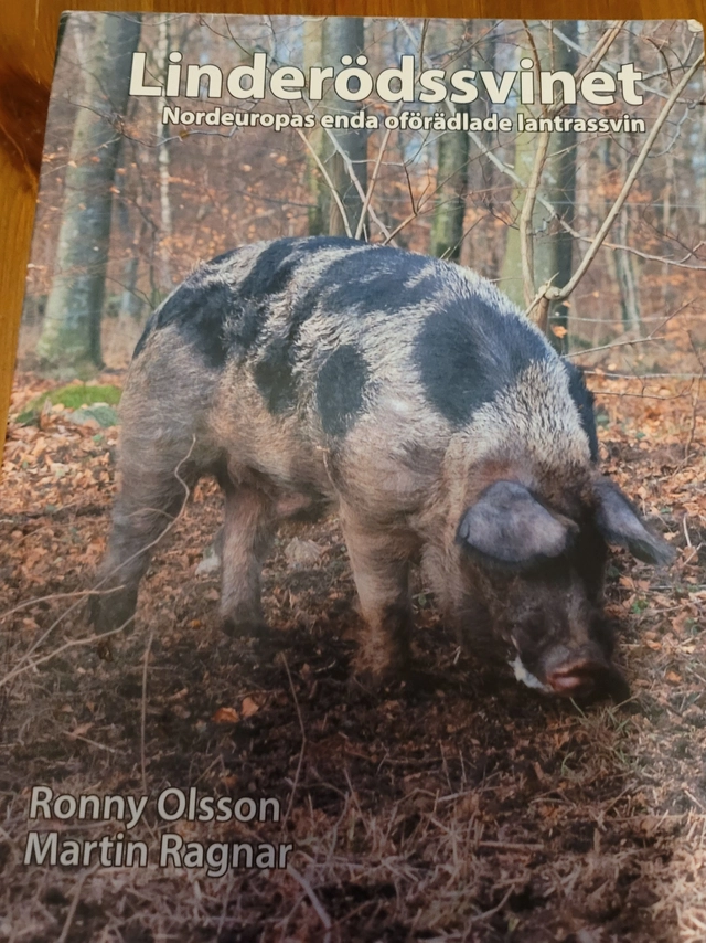 Linderödssvinet : Nordeuropas enda oförädlade lantrassvin; Ronny Olsson; 2021