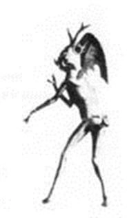Panisk antologi; Jan David, Peter Glas; 2001
