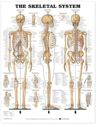 Skeletal System; Anatomical Chart Company; 2001