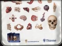 Thieme atlas of anatomy : general anatomy and musculoskeletal system; Michael Schuenke; 2011