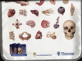 Thieme atlas of anatomy : head and neuroanatomy; Michael Schuenke, Lawrence M. Ross, Edward D. Lamperti, Ethan. Taub, Erik Schulte, Udo Schumacher, Jueurgen Rude, Anna Josephson, Markus Voll, Karl Wesker; 2010